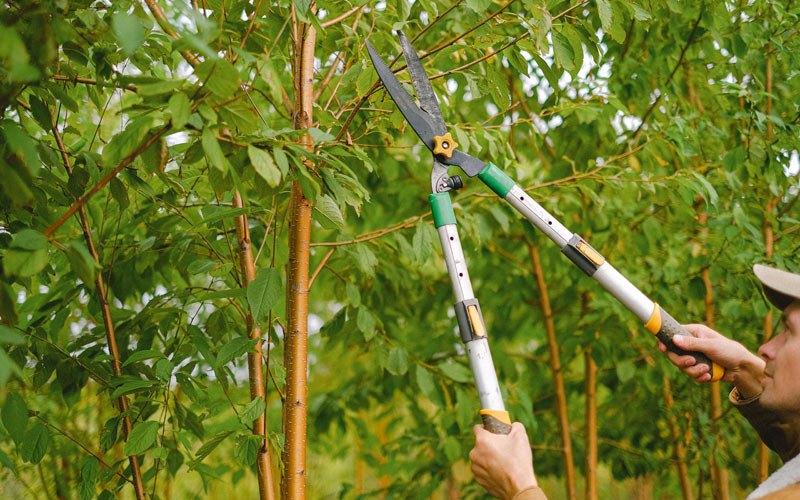 Tree trimming in Hillsboro, MO